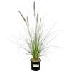 AMDGarden Pianta di PENNISETUM ALOPECUROIDES Erba delle Fontane H50CM Pampas FOTO REALE AMDGarden