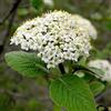le Georgiche Vivai le Georgiche - Pianta vera di Viburnum lantana Viburno - vaso Ø 15 cm