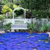 Generico 30000+blu per piantare all'aperto, giardino, Per la copertura del prato