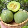 Generic semi di melone Honeydew, cantalupo, melone rampicanti balcone colonnari sul balcone d'appartamento esotiche biologico, varietà antiche 250pcs