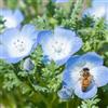 Generic Semi di Nemophila menziesii, da balcone resistenti Semi di Woodflower resistenti, vecchie varietà da giardino tappezzanti di tappezzante 600pcs