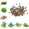 Generic Semi di Moringa biologici, comprare semi di resistenti per il giardino prodotti sostenibili verdi sempreverdi resistenti 20pcs