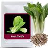 Magic of Nature Semi di Insalata Asiatica Pak Choi (Brassica rapa) - 100 Semi di Verdura Premium - Varietà Tradizionale - per Orto, Balcone & Cucina Asiatica