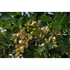 Jardines de Jaravia Vero pistacchio (Pistacia vera) frutti commestibili/una pianta femminile