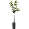 SUN TOUCH Pianta di limetta kaffir - Combava - Citrus hystrix - H100cm inclusa Fitocella