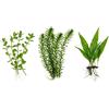 Generico Set 3 Piante Vere Acquario: Bacopa, Elodea Densa, Microsorium Pteropus - Kit Piante Vive per Pesci d'Acqua Dolce, Facili da Coltivare e Ideali per Principianti in Ogni Acquario