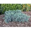 Vivaio di Castelletto Ginepro squamoso Juniperus squamata Blue Star pianta in vaso ø18 cm Vivaio di Castelletto