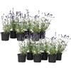Plant in a Box - Arbusti di lavanda resistenti all'inverno - Set di 12 - Lavandula angustifolia - Vaso 10,5cm - Altezza 10-15cm