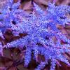 Generic Portal Cool Acquista 3 ricevi 2 Libero blu Scuro Astilbe chinensis 'Trib-Flakes' Semi 100 Pz Astilbe