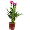 Flowerbox Curcuma - Curcuma - Altezza ca. 60 cm, diametro pentola 17 cm