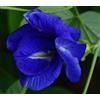 SVI Clitoria ternatea Doppio Blu | Pea farfalla | 10_seeds
