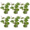 Bloomique - Set di 6 - Geranium Macrorrhizum 'Spessart' - Geranio - Coprisuolo - Ricca fioritura - Resistente all'inverno - Perenne - Profumato - Altezza 10-20 cm - Vaso da 9 cm