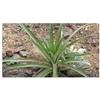 Seeds & Plants Shop by Ipsa Pezzi - 10x Bromelia Pinguino - Selvaggia Ananas Commestibili Frutti Piante - Seme ID1743 - Seeds & Plants Shop by Ipsa