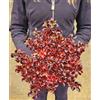 POWERS TO FLOWERS - COPROSMA ROSSA, vaso 13cm, pianta vera