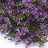 TENAX Siepe Sintetica a Pannelli per Parete Giardino Verticale, Tipo Bosso, Divy 3D Panel Buxus Lilac 0,50 x 1 m, componibile per Decorazione e schermatura, Verde/Lilla, 0,50x1 m