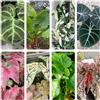 Generic semi di alocasia - decorazione selvatica di balconi resistenti all'aperto giardino ombra, semi resistenti giardino 350pcs