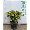 Vivai Decandia Giovanni PIANTA DI AUCUBA JAPONICA IN VASO 24 CM CESPUGLIO (foto reale)