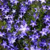 Generic 6x Campanula poscharskyana - Vaso 9x9 cm - coprisuolo fioritura blu giardino