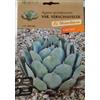 Generico Piante Grasse Miste, Collezione Cactus Hortus Le Straordinarie, Semi (SEMI AGAVE POTATORUM VERCHAFELTII CACTUS)