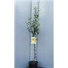 SAVINI VIVAI L'ARTE DI FARE NATURA SAVINI VIVAI Pianta di Pero Kaiser Piante da Frutto Albero di Pera in Vaso 22-24 cm 2-3 Anni Altezza 130-150 cm Made in Italy