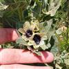 Generic Semi di giusquiamo, Hyoscyamus niger, da giardino roccioso resistenti semi di selvatici 250pcs