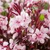 PERAGA GARDEN 1 PIANTA DI GAURA VASO 14CM