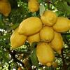 Generico Pianta da Frutto in Fitocella, 2 Anni, Altezza 150 cm, Resistente, per Balconi Terrazze e Piccoli Giardini 1 PIANTA DI (LIMONE SORRENTO)