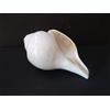 CraftsLook Original Blowing Shankh (VAMAVARTI BAJNEWALA) - Conch Shell Bianco ~ Shankha Sacro Per Forza Polmone E Immunità 6 Inch