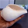 CraftsLook Vera asta soffiante (VAMAVARTI BAJNE WALA) - Conchiglia Vamavarti forte e grande Dattatreya Shankh (bianco) ~ Shankha Shankha Ritual Puja Suono religioso Shankhnaad