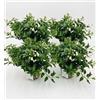 Generico 4 Piante di Solanum Jasminoides Gelsomino di notte su vaso cm 14 MODIPITRE
