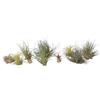 Plant in a Box - Miscela di piante di Tillandsia - Set di 10 - Piante aeree vere - Piante da appartamento - Altezza 5-15cm