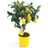 POWERS TO FLOWERS - LIMONE ALBERELLO, pianta vera