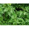 Generic Magie Seed 400 Beifuß Artemisia vulgaris Samen