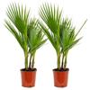 Bloomique - Set di 2 - Washingtonia Robusta - Palma Messicana a Ventaglio - Palma da Giardino Resistente al Freddo - Piante da Esterno - Altezza 60-80 cm - Vaso 17 cm