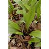Generic Semi di porro selvatico (Allium tricoccum) perenne, considerato da molti il membro più delizioso della famiglia delle cipolle Confezione da 100 semi
