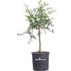 eGarden.store albero nano di limone caviale frutto rosso pianta di limone caviale rosso pianta nana età 4 anni pianta vera venduta da eGarden.store