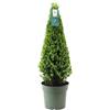 Generico My Green Help - 1x Ilex crenata a piramide (Vaso Ø21cm, H +-75cm) - Agrifoglio giapponese sempreverde, topiaria piramidale per ingressi e giardino - Pianta ideale per vaso e aiuole formali