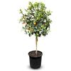 Sunny Tree - Kumquat - Citrus Paradisi - Agrumi - Albero da frutto - 8 anni - 160 centimetri
