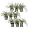Plant in a Box - Festuca - Set di 9 - Festuca blu - Erba ornamentale - Vaso 9cm - Altezza 10-15cm