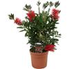 Vivaio di Castelletto Callistemone Callistemon leavis, Pianta in Vaso ø 19 cm h 50 cm circa Vivaio di Castelletto