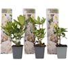 Plant in a Box - Rododendro 'Cunningham White' - Rododendri bianco - Set di 3 - Rhododendron - Vaso 9cm - Altezza 25-40cm