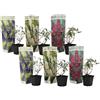 Plant in a Box - Buddleja Davidii Mix - 6 diversi cespugli di farfalle - Viola, lilla, bianco - Vaso 9cm - Altezza 25-40cm