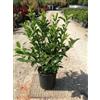 Vivaio di Castelletto Viburno lucido Viburnum lucidum pianta da siepe sempreverde in vaso ø19 cm h 60/90 cm Vivaio di Castelletto