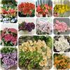 Generic semi di alstroemeria - interno campo balcone giardino rocciose resistenti 100pcs
