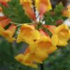 AMDGarden Pianta di Tecomaria Tropical Twist Bignonia Giallo-Arancio Sempreverde Vaso 18 cm