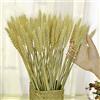 TooGet Mazzo di Grano Essiccato per Bouquet di Fiori, 100 Pezzi Naturali di Steli di Grano, Erba Secca, Composizioni DIY per Casa, Matrimoni, Negozi Decorativi