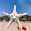 YZHZOM Grande Stella Marina Naturale, 13-15 cm, Decorazione a Forma di Stella Marina, Conchiglie, Stelle Marine Piatte per Artigianato da Spiaggia, Decorazione per la Casa a Tema Bianca