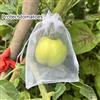 NONE Set di 50 borse protettive per uva a prova di uccelli, borse a rete per la protezione di frutta e alberi, borsa per attrezzi da giardino antiparassitari