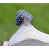 Trilobite - Crotalocephalina (Crotalocephalus) Gibbus - Devoniano - Marocco