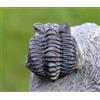 Trilobite - Coltraneia Oufatenensis - Devoniano, Emsiano - Marocco